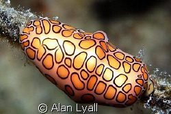 Flamingo tongue - Bonaire by Alan Lyall 